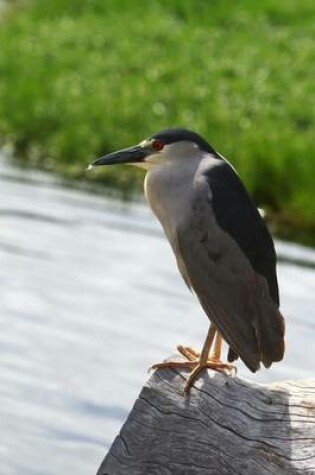 Cover of Black Crowned Night Heron, Birds of the World