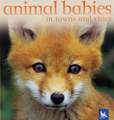 Book cover for Animal Babies in Towns and Cities