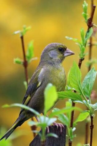 Cover of Greenfinch Perched in Branches