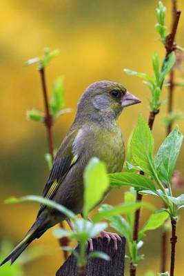 Book cover for Greenfinch Perched in Branches