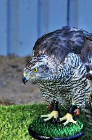 Cover of Goshawk Perched on a Post