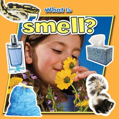 Book cover for What Is Smell?