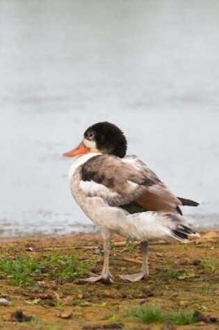 Cover of Shelduck Journal