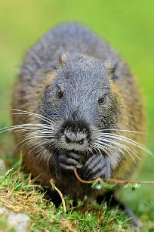 Cover of The Muskrat (Ondatra Zibethicus) Journal