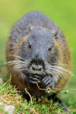 Book cover for The Muskrat (Ondatra Zibethicus) Journal