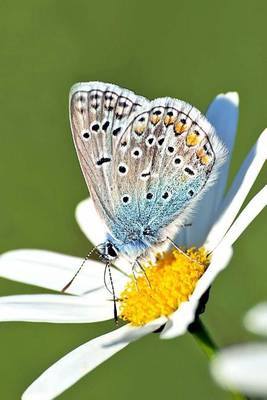 Book cover for Common Blue Butterfly on a Flower, for the Love of Nature