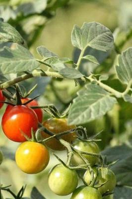 Book cover for Growing Tomatoes Notebook