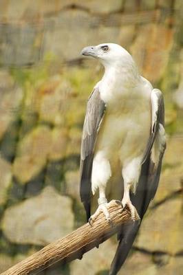 Book cover for White Bellied Sea Eagle Journal