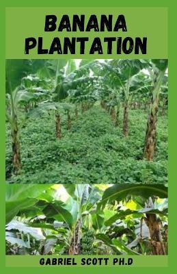 Book cover for Banana Plantation