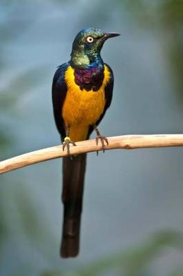 Book cover for Golden-breasted Starling Journal