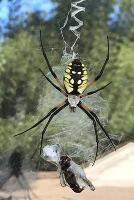 Book cover for Orb-Weaver Spider Journal