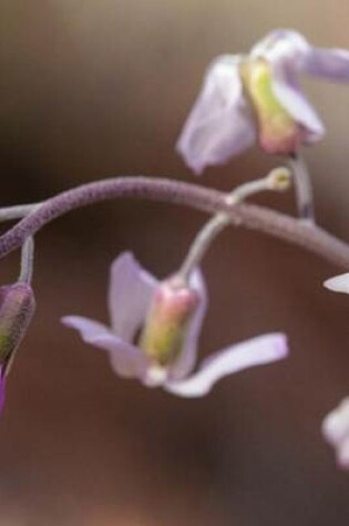 Cover of Pretty Rockcress (Arabis Perennans) Flower in Utah