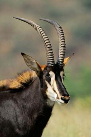 Cover of African Sable Antelope Portrait Journal