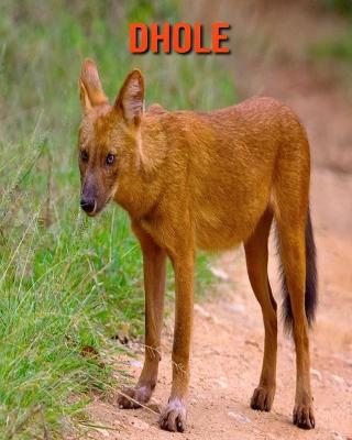 Book cover for Dhole