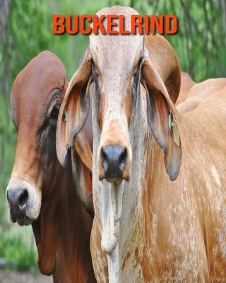 Book cover for Buckelrind