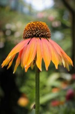 Cover of Awesome Single Orange Echinacea Cornflower Summer Journal