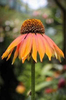 Book cover for Awesome Single Orange Echinacea Cornflower Summer Journal