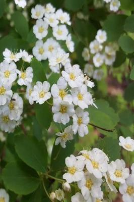 Cover of Journal Summer White Blooms