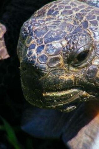 Cover of Close Up of a Gopher Tortoise Journal