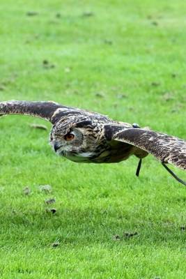 Book cover for Eurasian Eagle Owl Flying Over the Grass