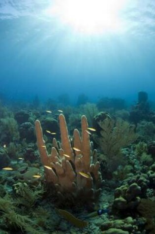 Cover of Pillar Coral in Coral Gardens Off Coast of Roatan Honduras Journal