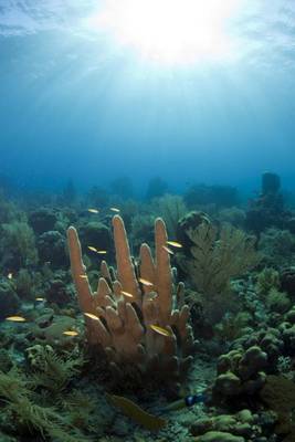 Book cover for Pillar Coral in Coral Gardens Off Coast of Roatan Honduras Journal