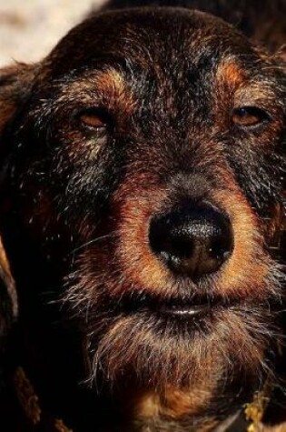 Cover of Wire Haired Dachshund Looking Up Journal