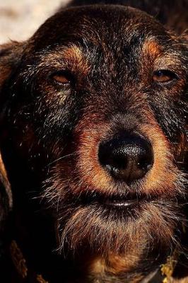 Book cover for Wire Haired Dachshund Looking Up Journal