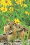 Book cover for Pretty Yellow Daisies 3 Colorado Squirrel Hugging Wildlife Photograph College-ruled Lined School Composition Notebook