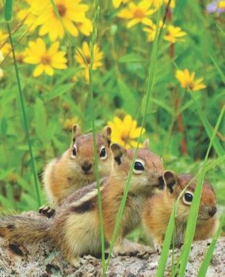 Cover of Pretty Yellow Daisies 3 Colorado Squirrel Hugging Wildlife Photograph College-ruled Lined School Composition Notebook