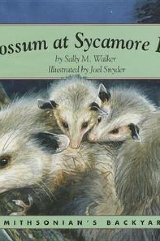 Cover of Opossum at Sycamore Road