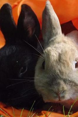 Book cover for Pair of Rabbits in an Orange Bag Journal