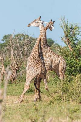 Book cover for Two African Giraffes Fighting Journal