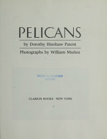 Book cover for Pelicans