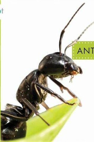 Cover of Ants