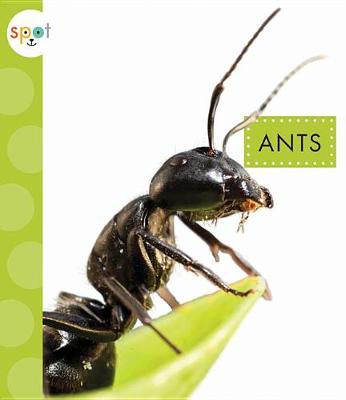 Cover of Ants