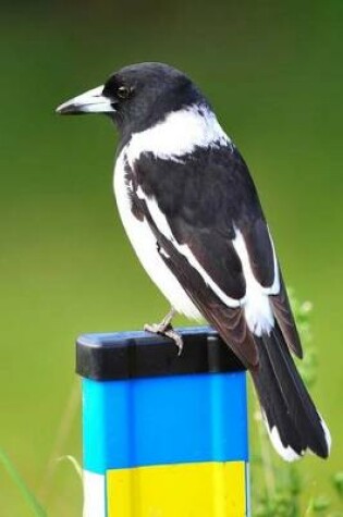 Cover of Australian Butcherbird Journal