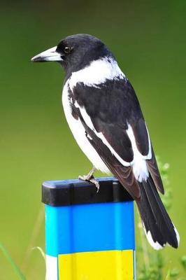 Book cover for Australian Butcherbird Journal