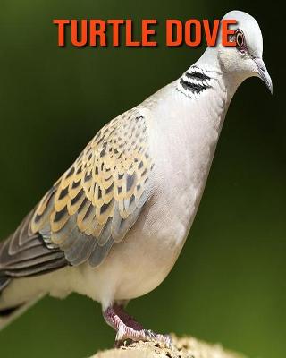 Book cover for Turtle Dove