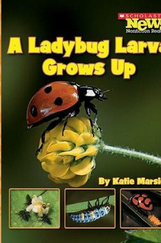 Cover of A Ladybug Larva Grows Up