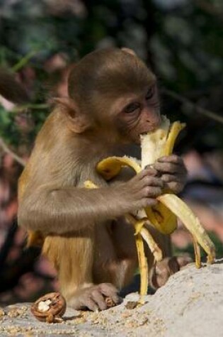 Cover of A Little Rhesus Macaque Eating a Banana Monkey Journal