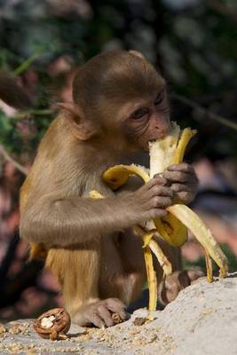 Book cover for A Little Rhesus Macaque Eating a Banana Monkey Journal