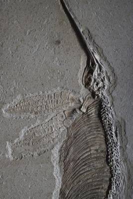 Book cover for Ichthyosaurs Fossil, for the Love of Dinosaurs