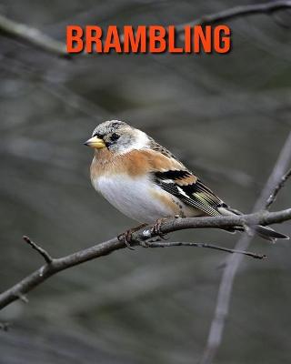 Book cover for Brambling