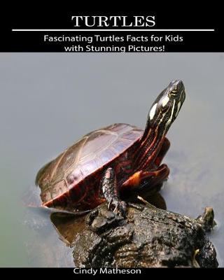 Book cover for Turtles