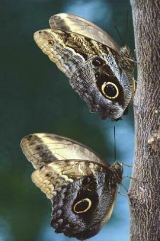 Cover of Owl Butterfly Pair on a Tree Journal