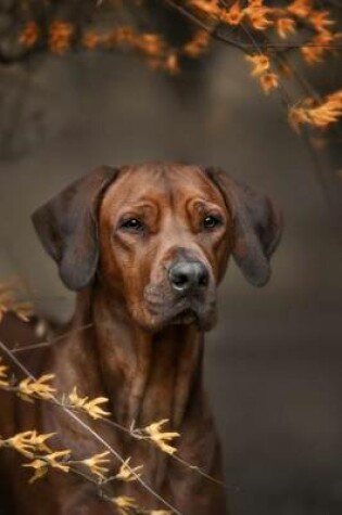 Cover of Rhodesian Ridgeback Dog Portrait Journal