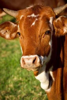 Book cover for A Brown and White Cow with Horns Journal