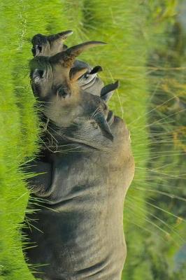 Book cover for Rhino Pair in Uganda, Africa Journal