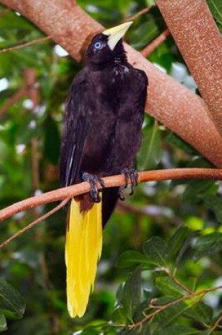 Cover of Crested Oropendola Journal